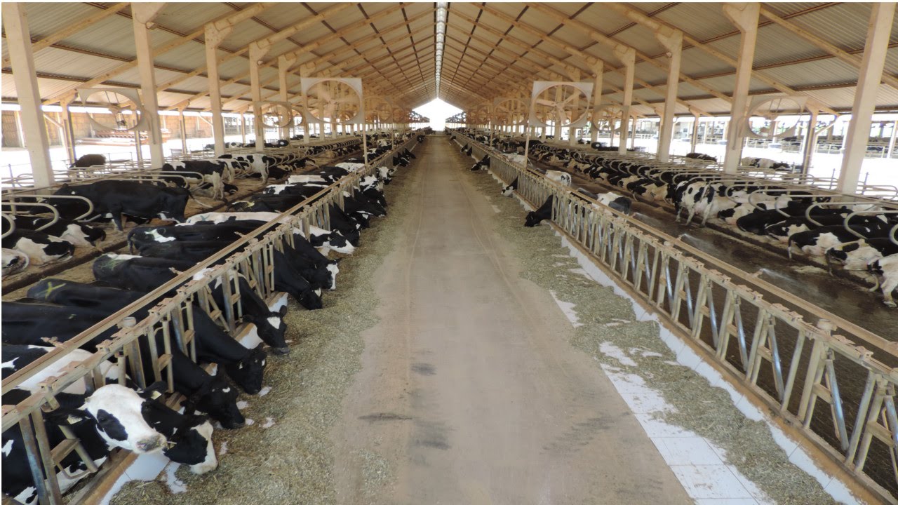 curso confinamento de bovinos de corte